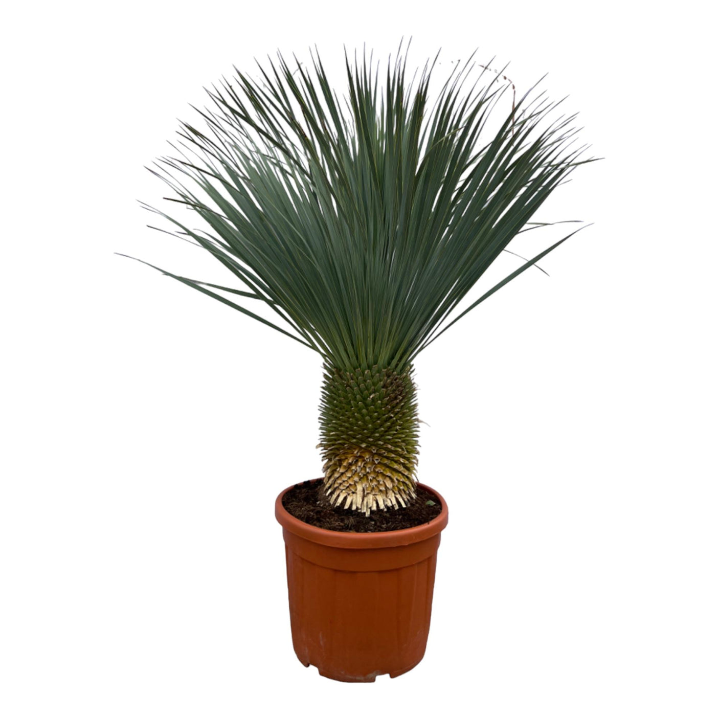 Yucca Rostrata ↕ 160 cm hoog  ⟷ 50 cm pot