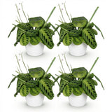 Maranta Fascinator Lemon Lime - 4 Pflanzen mit weißem Topf