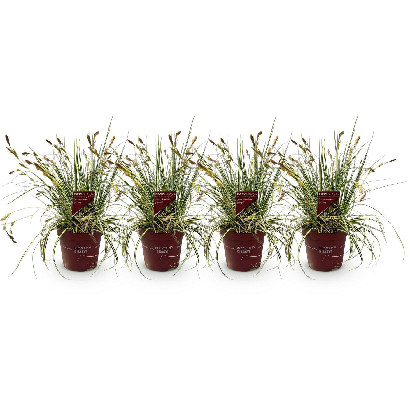 Carex Oshimensis Evergold - 4 plantas ↕ 50 cm de altura ⟷ maceta de 17 cm