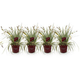 Carex Oshimensis Evergold - 4 plantas ↕ 50 cm de altura ⟷ maceta de 17 cm