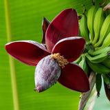 Musa sikkemensis Red Tiger - 2 planten ↕ 30 cm hoog  ⟷ 12 cm pot