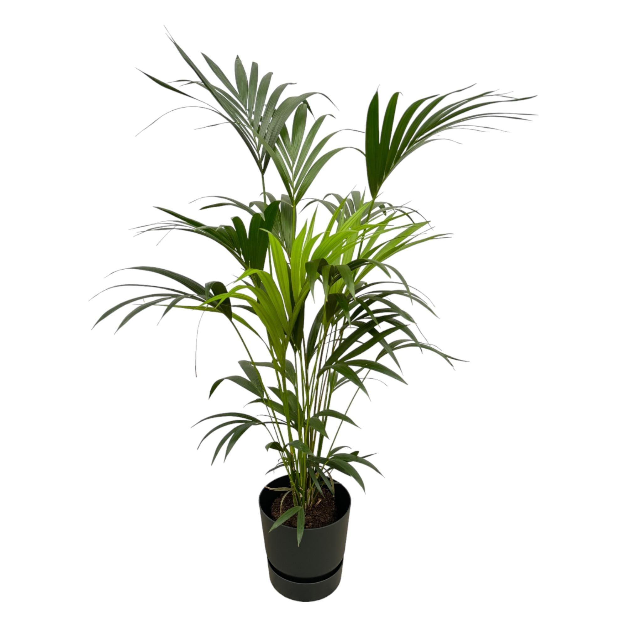 Kentia palm in Elho Pot - Greenville Round zwart ↕ 160 cm hoog  ⟷ 30 cm pot