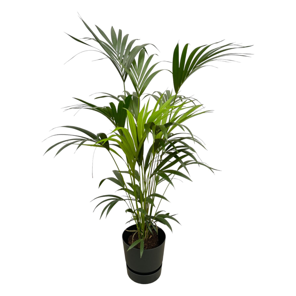 Kentia palm in Elho Pot - Greenville Round zwart ↕ 160 cm hoog  ⟷ 30 cm pot