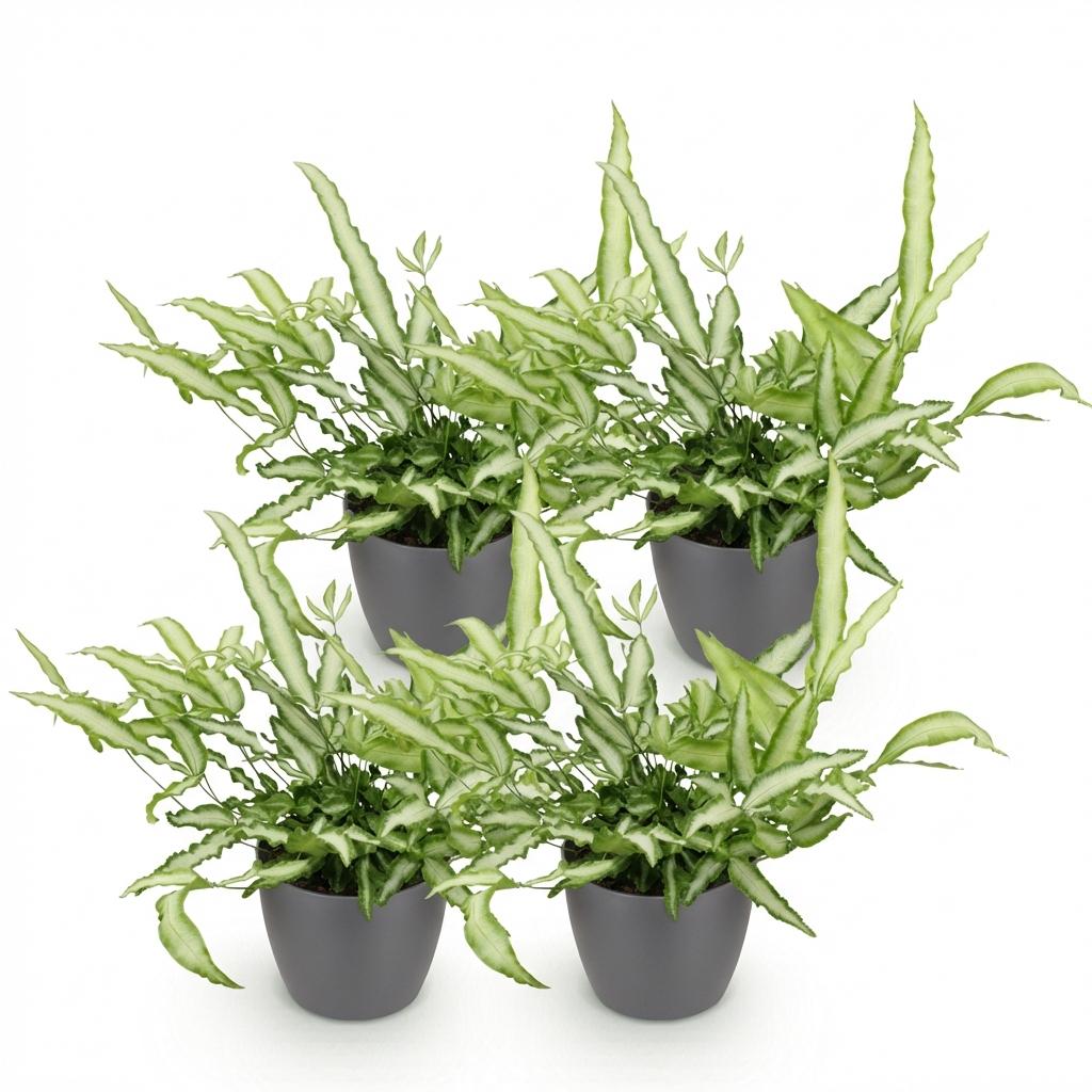 Pteris cretica Albolineata - 4 Pflanzen im grauen Topf