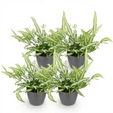 Pteris cretica Albolineata - 4 Pflanzen im grauen Topf