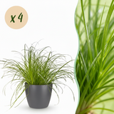 Cyperus alternifolius Zumula – 4 Pflanzen mit grauem Topf