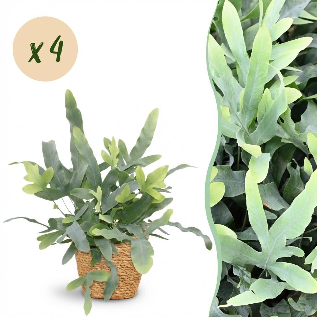Phlebodium aureum Blue Star – 4 Pflanzen mit Korb