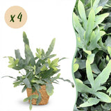 Phlebodium aureum Blue Star – 4 Pflanzen mit Korb