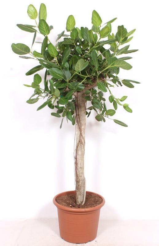 Ficus Benghalensis de lujo ↕ 200 cm de alto ⟷ maceta de 32 cm