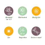 Stipa Tenuifolia Pony Tails - 1 Planta ↕ 50 cm de altura ⟷ Maceta de 17 cm