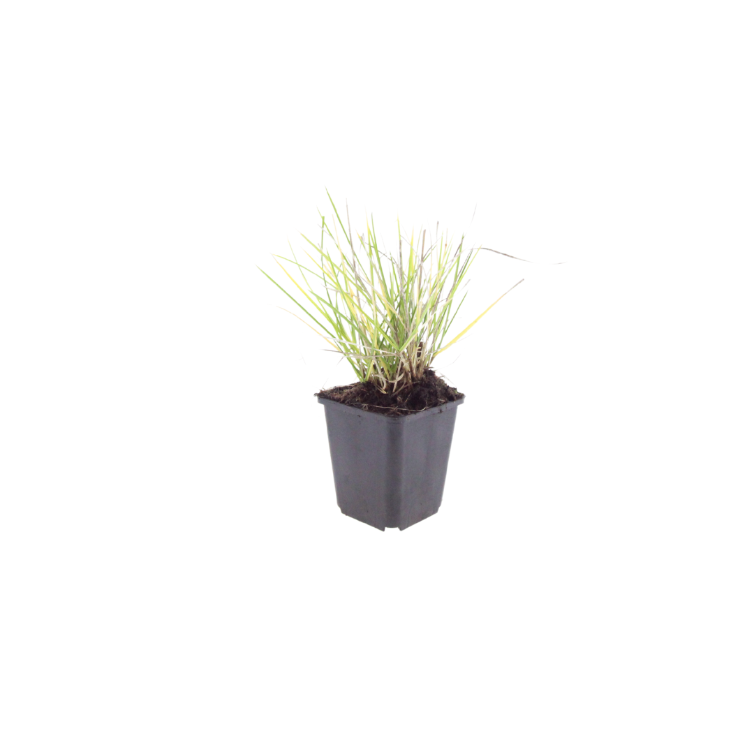 Sesleria Autumnalis - 48 Pflanzen ↕ 10-25 cm hoch ⟷ 9 cm Topf