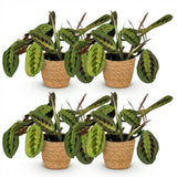 Maranta Fascinator Tricolour - 4 Planten met Mand