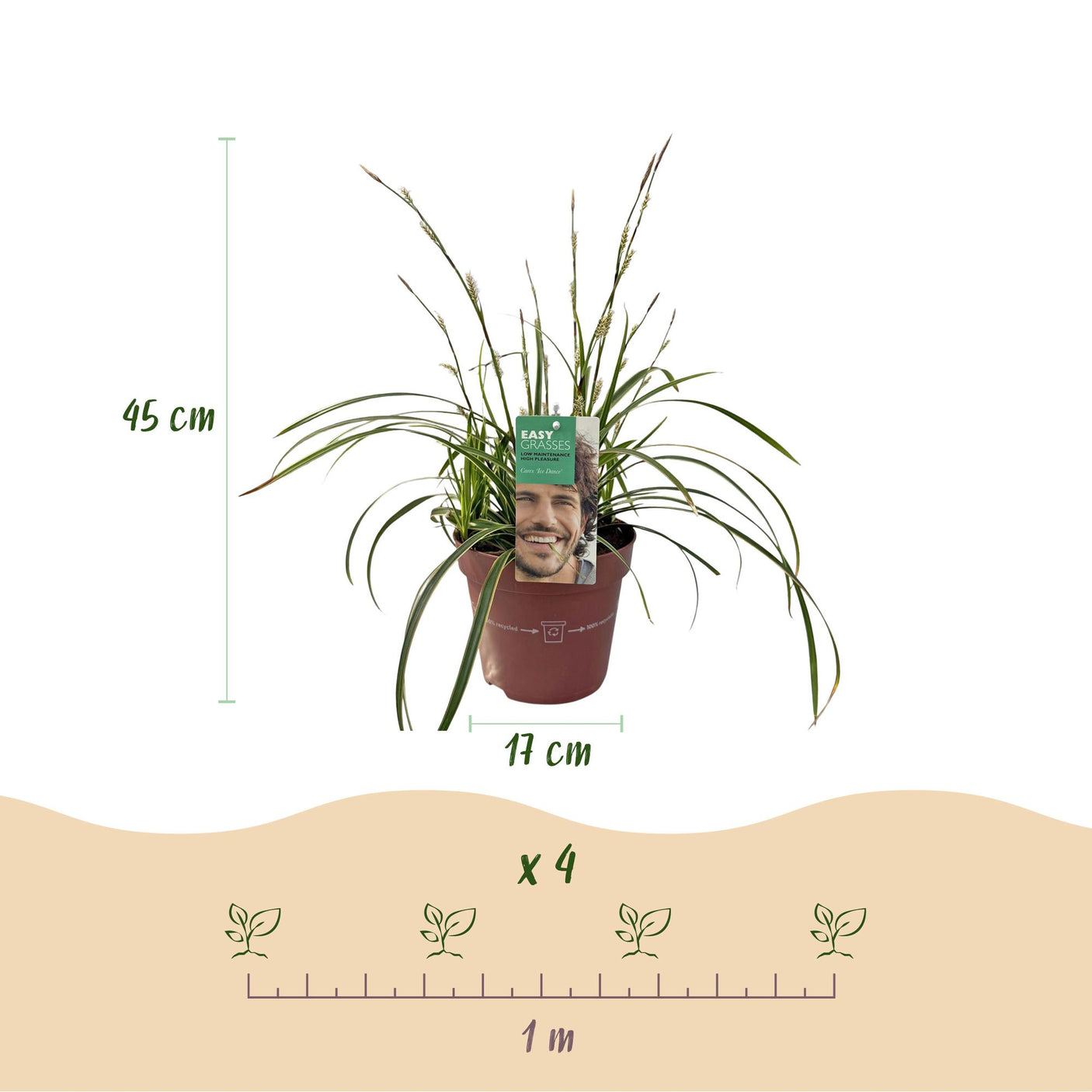 Carex Morrowii Ice Dance - 1 Pflanze ↕ 50 cm hoch ⟷ 17 cm Topf