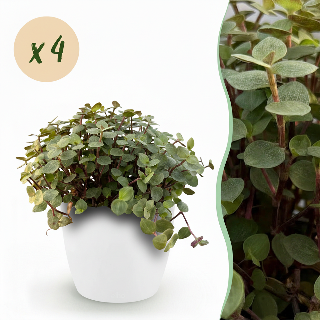 Calissia Repens - 4 Pflanzen mit weißem Topf