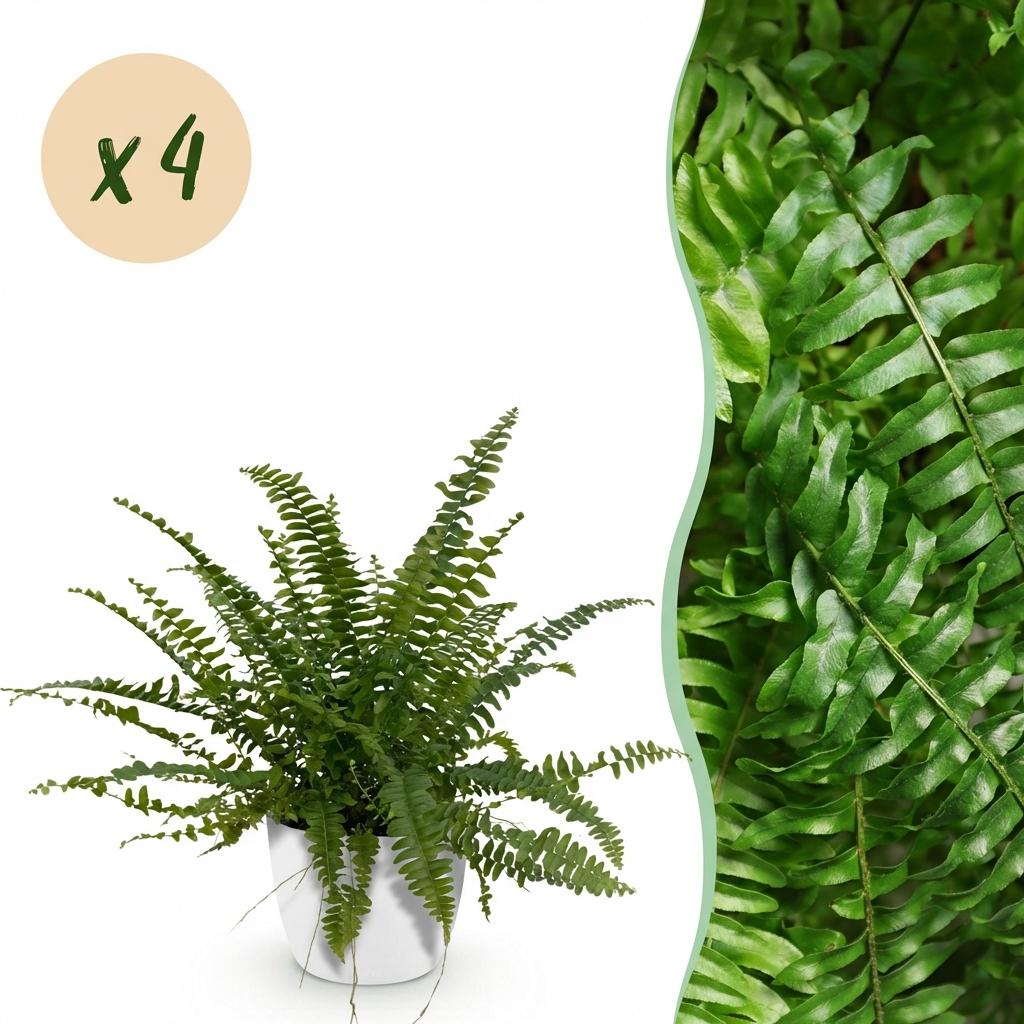 Nephrolepsis Exaltata Green Lady – 4 Pflanzen mit weißem Topf