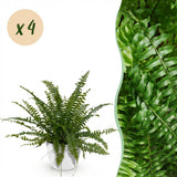 Nephrolepsis Exaltata Green Lady – 4 Pflanzen mit weißem Topf