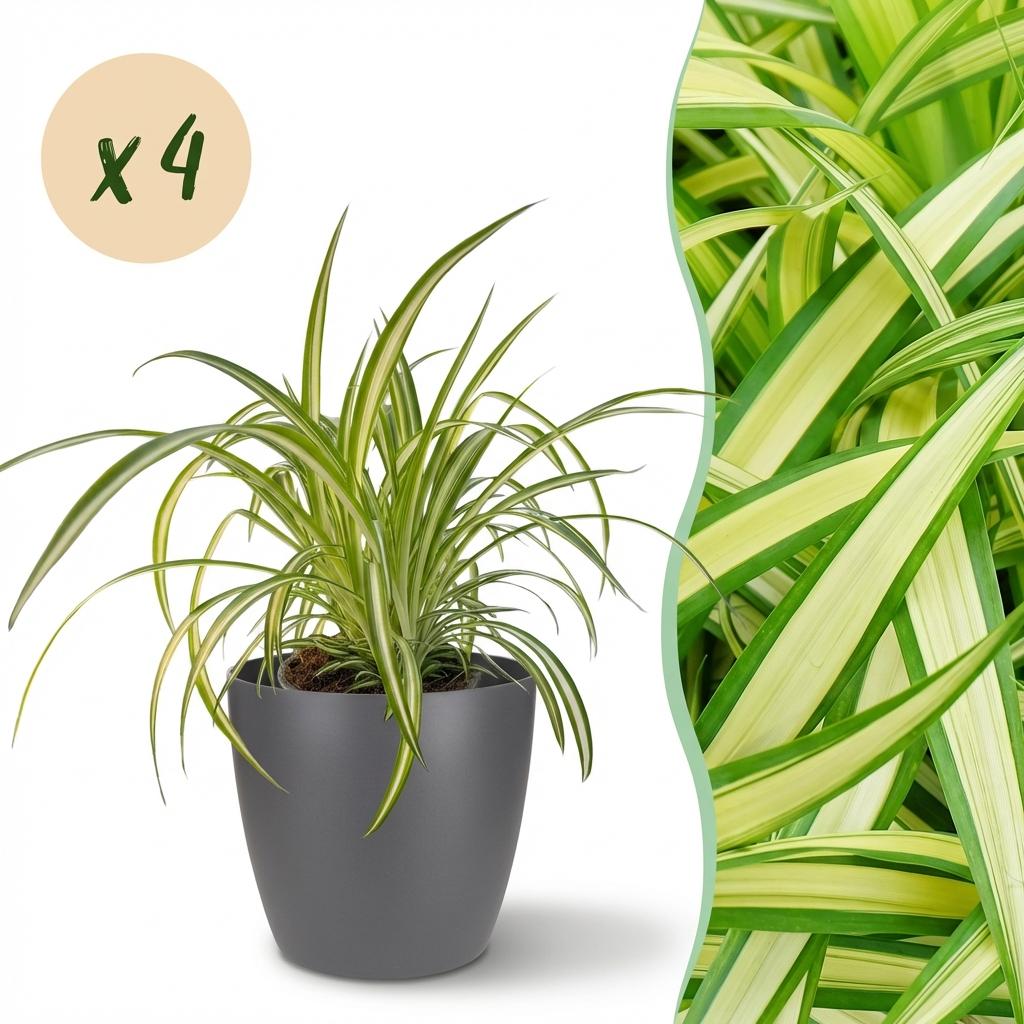 Chlorophytum Comosum Variegatum – 4 Pflanzen mit grauem Topf