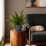 Nephrolepsis exaltata Green Lady - 4 Pflanzen mit Grauem Topf
