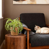 Chlorophytum comosum Bonnie - 4 Planten met Mand