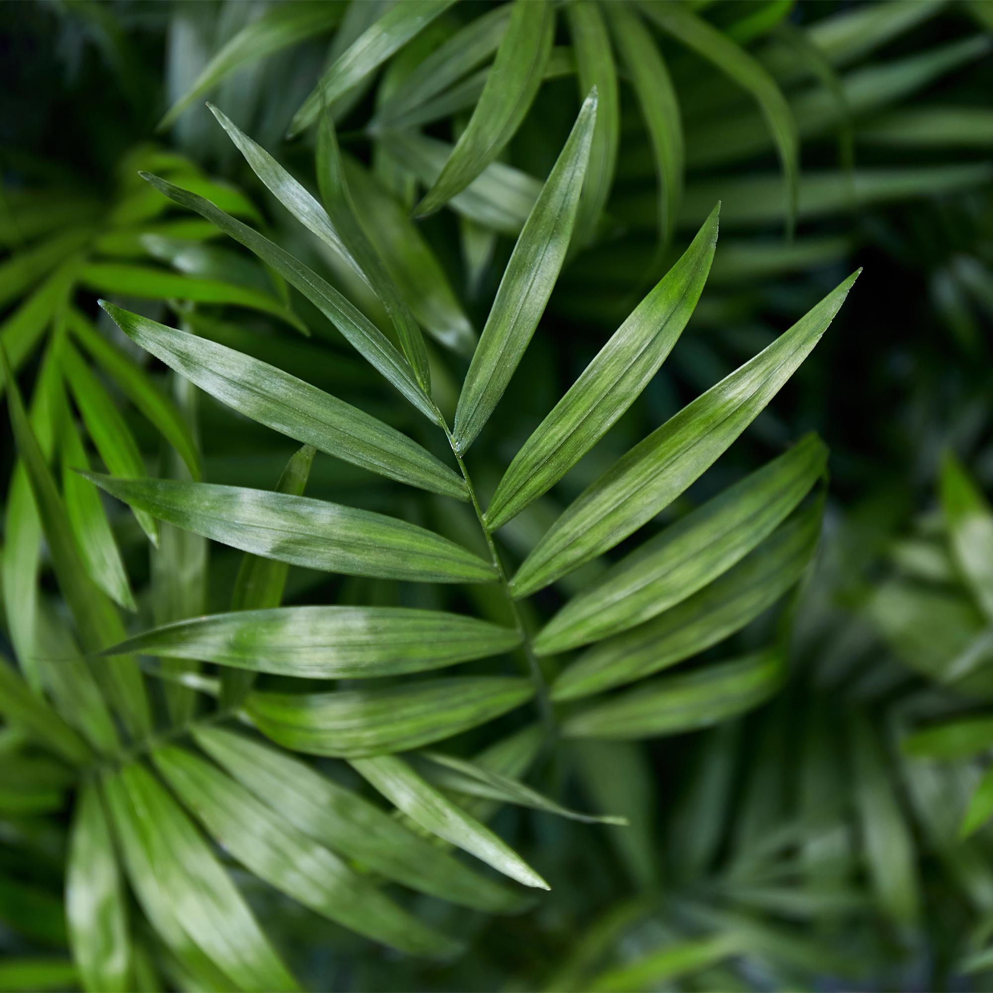 Chamaedorea Elegans - 4 Pflanzen mit weißem Topf