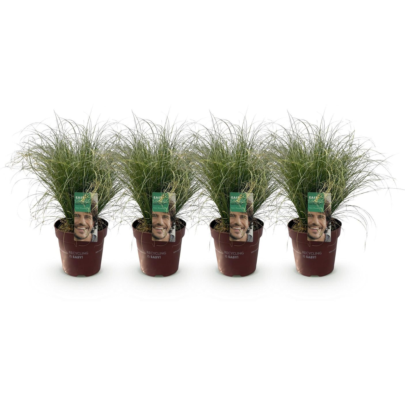 Carex Comans Frosted Curls – 4 Pflanzen ↕ 50 cm hoch ⟷ 17 cm Topf