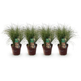 Carex Comans Frosted Curls – 4 Pflanzen ↕ 50 cm hoch ⟷ 17 cm Topf