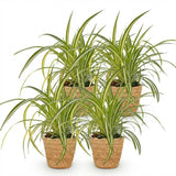 Grünlilie (Chlorophytum Comosum Variegatum) - 4 Pflanzen mit Korb