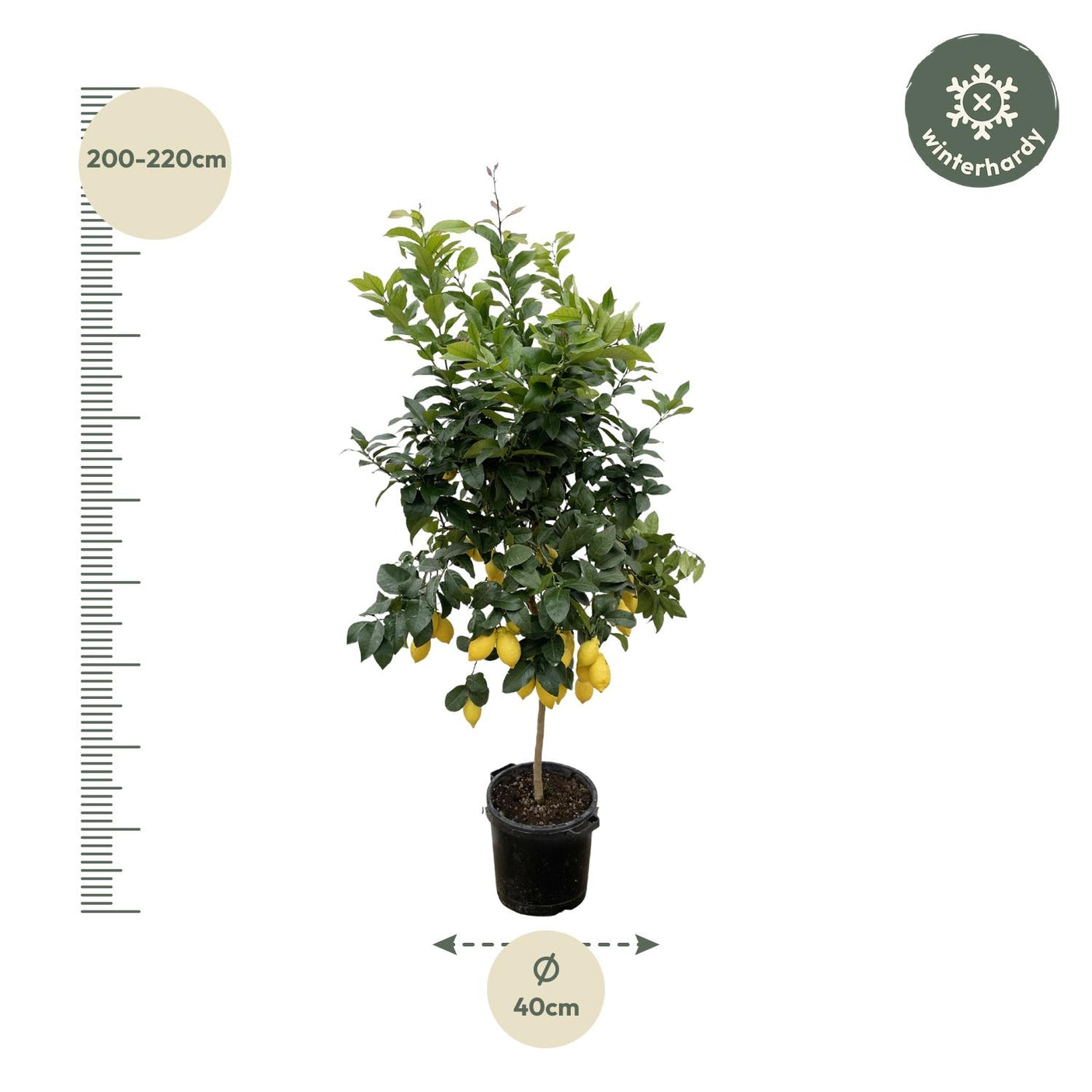 Citrus Lemon ↕ 200 cm hoog  ⟷ 40 cm pot
