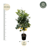 Citrus Lemon ↕ 200 cm hoog  ⟷ 40 cm pot