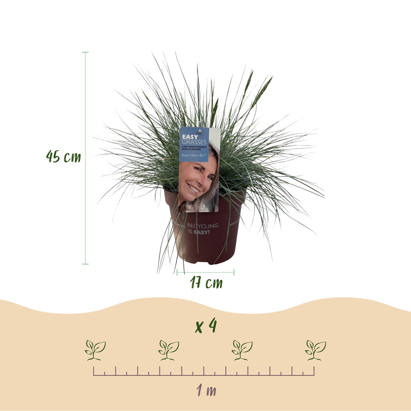 Festuca Glauca Intense Blue – 1 Pflanze ↕ 50 cm hoch ⟷ 17 cm Topf