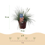 Festuca Glauca Intense Blue – 1 Pflanze ↕ 50 cm hoch ⟷ 17 cm Topf
