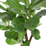 Ficus Lyrata boom ↕ 160 cm hoog  ⟷ 27 cm pot