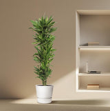 Dracaena Golden Coast - 190 cm - ø34