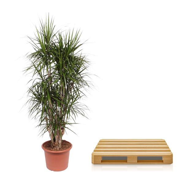 Dracaena Marginata vertakt - 180 cm - ø35