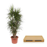 Dracaena Marginata vertakt - 180 cm - ø35