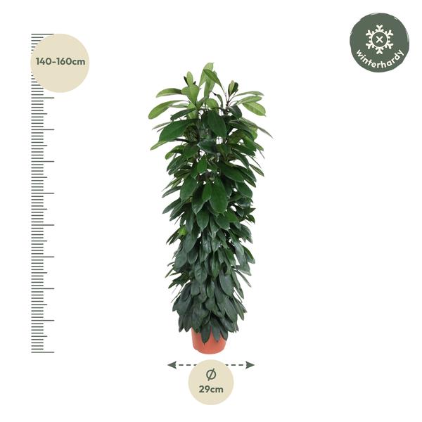 Ficus Cyatistipula zuil ↕ 150 cm hoog  ⟷ 29 cm pot