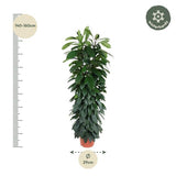 Ficus Cyatistipula zuil ↕ 150 cm hoog  ⟷ 29 cm pot