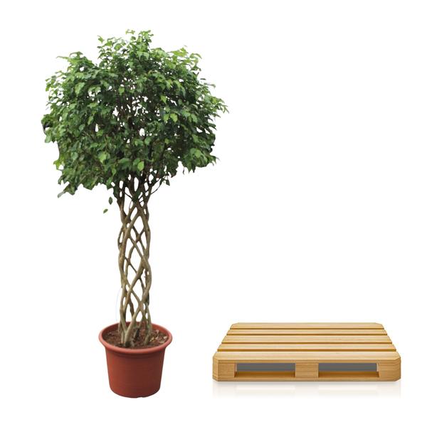 Ficus Benjamina Exotica gevlochten stam ↕ 240 cm hoog  ⟷ 55 cm pot