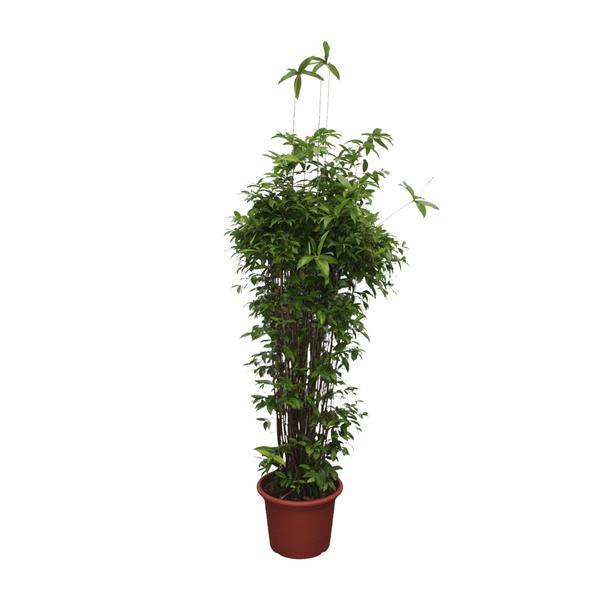 Dracaena Surculosa ↕ 250 cm hoog  ⟷ 55 cm pot