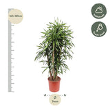 Dracaena Riki ↕ 160 cm hoog  ⟷ 34 cm pot