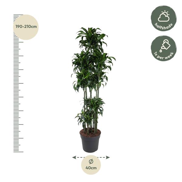 Dracaena Dorado Carrousel ↕ 200 cm hoog  ⟷ 40 cm pot
