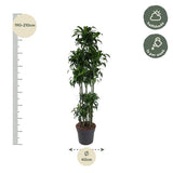 Dracaena Dorado Carrousel ↕ 200 cm hoog  ⟷ 40 cm pot