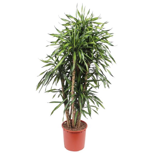 Dracaena Riki ↕ 160 cm hoog  ⟷ 34 cm pot