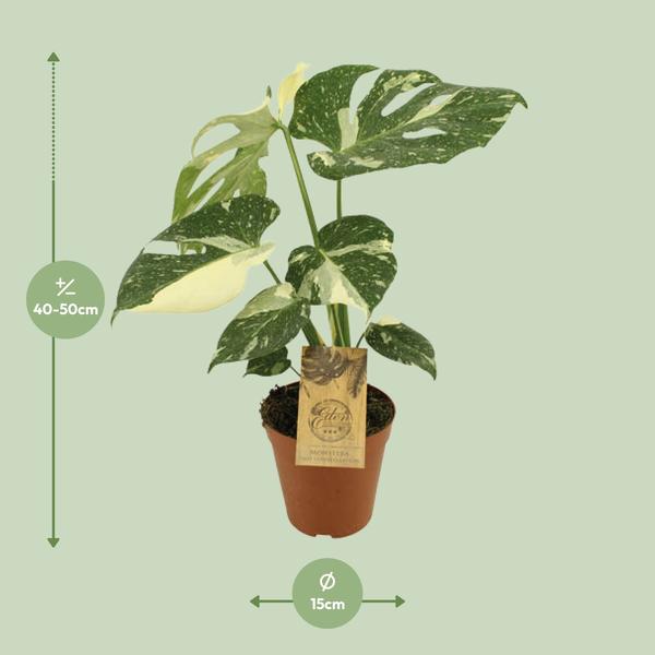 Monstera Thai Constellation ↕ 50 cm hoog  ⟷ 15 cm pot