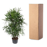 Rhapis Excelsa ↕ 240 cm hoog  ⟷ 44 cm pot