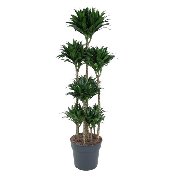 Dracaena Compacta Carrousel ↕ 150 cm hoog  ⟷ 34 cm pot