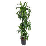Dracaena Hawaiiana ↕ 150 cm hoog  ⟷ 24 cm pot