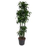 Dracaena Dorado Carrousel ↕ 200 cm hoog  ⟷ 40 cm pot