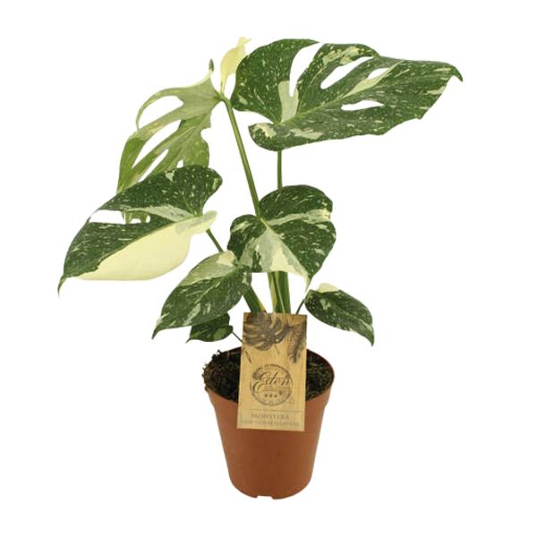 Monstera Thai Constellation ↕ 50 cm hoog  ⟷ 15 cm pot