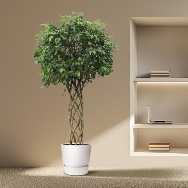 Ficus Benjamina Exotica gevlochten stam ↕ 240 cm hoog  ⟷ 55 cm pot